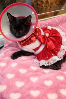 Laurelle -  Domestic Short Hair Cat Available for Adoption in Kenosha, Wisconsin - Laurelle | PetCurious