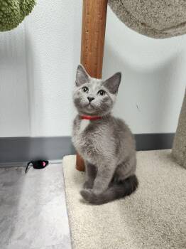 Tenne - Sweet and affectionate -  Domestic Short Hair and Russian Blue Cat for Adoption in Muskego, Wisconsin - Tenne - Sweet And Affectionate | PetCurious
