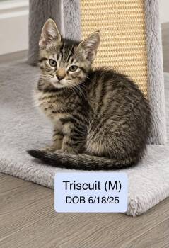 Triscuit -  Domestic Short Hair and Tabby Cat for Adoption in Vacaville, California - Triscuit | PetCurious