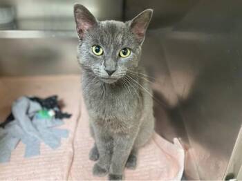 RIO -  Domestic Short Hair Cat for Adoption in Fort Wayne, Indiana - RIO | PetCurious
