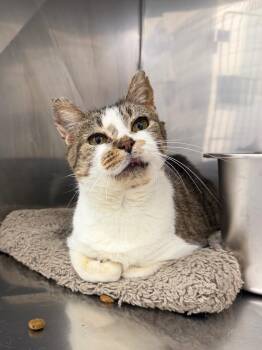 Domestic Short Hair Cats Available for Adoption in Glenfield, New York - Opal | PetCurious