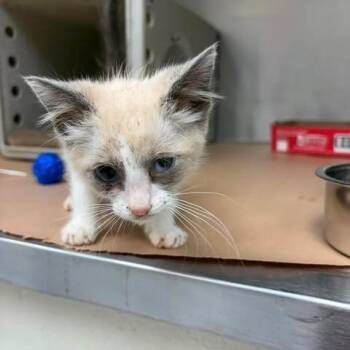Siamese Cats Available for Adoption in Bastrop, Texas - Tofu 26-05-181 | PetCurious