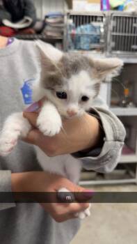 Moe -  Domestic Short Hair Cat for Adoption in Greensburg, Indiana - Moe | PetCurious