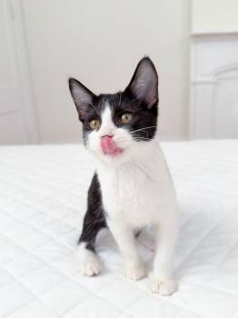 Domestic Short Hair Cats Available for Adoption - Fred | PetCurious