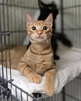 Clyde -  Domestic Short Hair Cat for Adoption in Novato, California - Clyde | PetCurious
