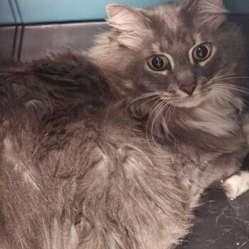 Lady Godiva -  Domestic Long Hair Cat for Adoption in New York, New York - Lady Godiva | PetCurious
