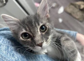 Rescue Domestic Short Hair Cats for Adoption in Grand Junction, Colorado - Jack | PetCurious