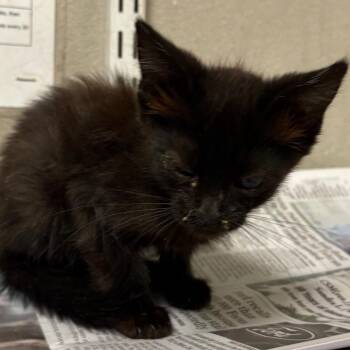 Gwendolyn -  Domestic Short Hair Cat for Adoption in Yuma, Arizona - Gwendolyn | PetCurious