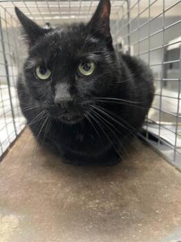 BUGS -  Domestic Short Hair Cat for Adoption in Las Vegas, Nevada - BUGS | PetCurious