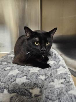 Leviathan -  Domestic Short Hair Cat for Adoption in Kennewick, Washington - Leviathan | PetCurious