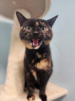 Savannah -  Domestic Short Hair Cat for Adoption in Cromwell, Kentucky - Savannah | PetCurious
