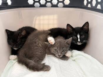 Moonshadow -  Domestic Short Hair Cat for Adoption in Deltona, Florida - Moonshadow | PetCurious