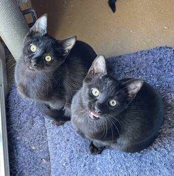 Rescue Domestic Short Hair Cats for Adoption in Richmond, Virginia - Allan | PetCurious