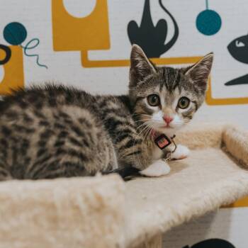 Demeter -  Tabby Cat for Adoption in Grand Rapids, Michigan - Demeter | PetCurious