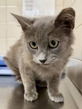 Domestic Long Hair and Domestic Short Hair Cats Available for Adoption in San Antonio, Texas - Blue | PetCurious