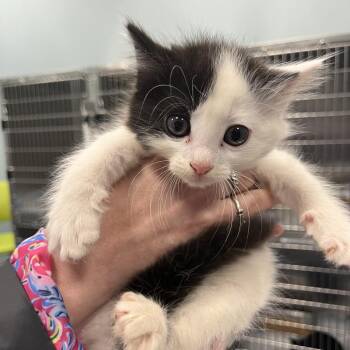 Domestic Short Hair Cats Available for Adoption in Greensboro, North Carolina - Jafar | PetCurious