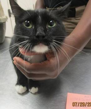 (647) -  Domestic Medium Hair Cat for Adoption in Marietta, Georgia - (647) | PetCurious