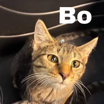Bo -  Domestic Short Hair Cat for Adoption in New York, New York - Bo | PetCurious