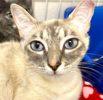 Lilac -  Siamese Cat for Adoption in Austin, Texas - Lilac | PetCurious