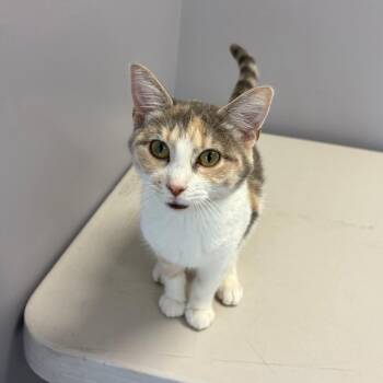 Lily -  Domestic Short Hair Cat for Adoption in Clavet, Saskatchewan - Lily | PetCurious