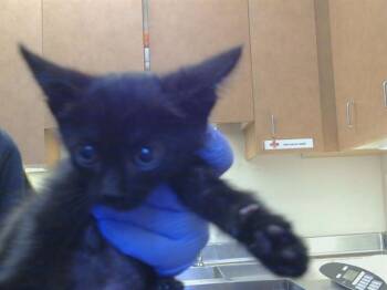 WYNN -  Domestic Short Hair Cat for Adoption in Sacramento, California - WYNN | PetCurious