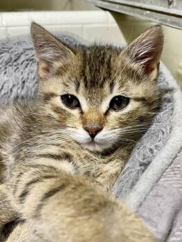 Steve (Bonded with sister Carol) -  Domestic Short Hair Cat for Adoption in Little Rock, Arkansas - Steve (Bonded With Sister Carol) | PetCurious