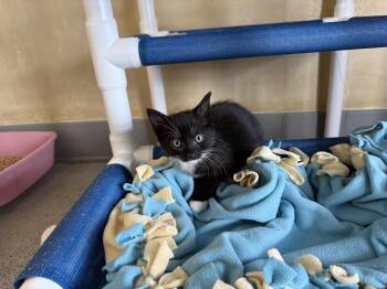 Harlem -  Domestic Short Hair Cat for Adoption in Berkeley, California - Harlem | PetCurious