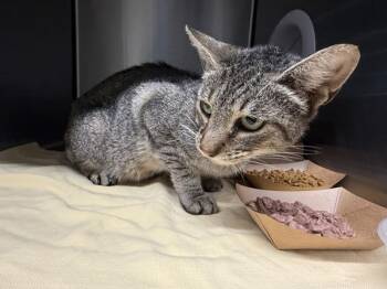 Sabrina -  Domestic Short Hair Cat for Adoption - Sabrina | PetCurious