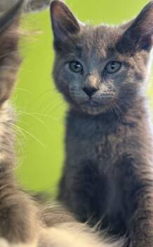 Rescue Domestic Short Hair Cats for Adoption in Minneapolis, Minnesota - Hooper | PetCurious