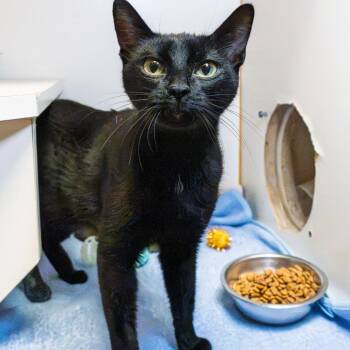 Sparkplug -  Domestic Short Hair Cat for Adoption in South Elgin, Illinois - Sparkplug | PetCurious