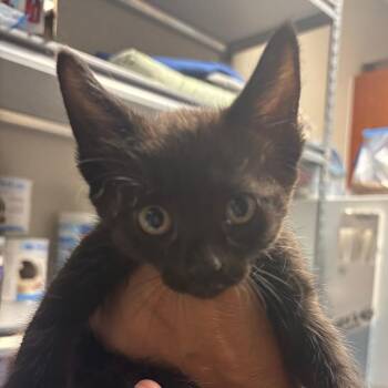 Ferra -  Domestic Short Hair Cat for Adoption in Yuma, Arizona - Ferra | PetCurious