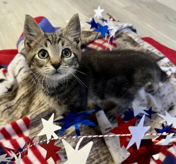 Buttons -  Domestic Short Hair Cat for Adoption in Rocky Hill, Connecticut - Buttons | PetCurious