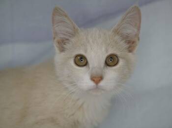 Specs -  Domestic Short Hair and Tabby Cat for Adoption in Republic, Washington - Specs | PetCurious