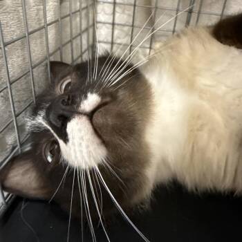 Ace -  Domestic Short Hair and Persian Cat for Adoption in Bismarck, North Dakota - Ace | PetCurious