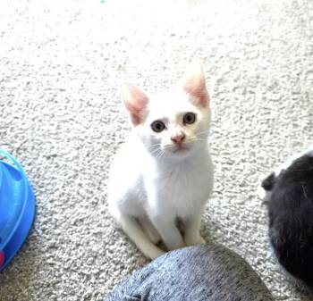 Frost -  Domestic Short Hair Cat for Adoption in Greensboro, North Carolina - Frost | PetCurious