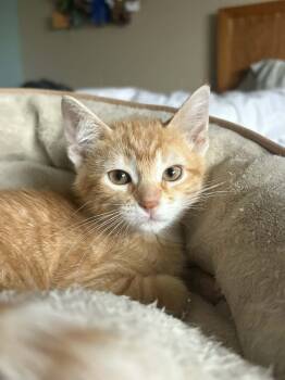 Rescue Domestic Short Hair Cats for Adoption in Minneapolis, Minnesota - Maverick | PetCurious
