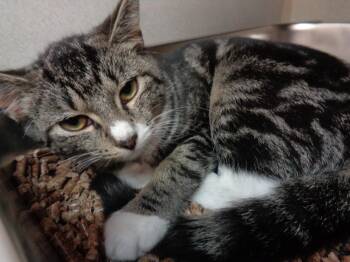 SUNFLOWER -  Tabby Cat for Adoption in Delhi, New York - SUNFLOWER | PetCurious