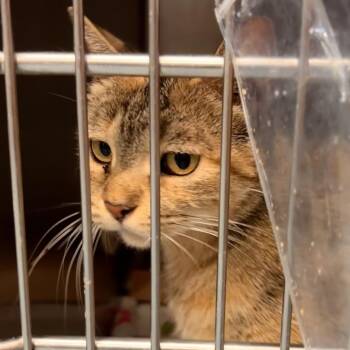 Sissy -  Domestic Short Hair and Mixed Breed Cat for Adoption in Edinburg, Texas - Sissy | PetCurious