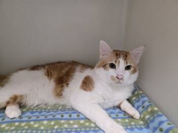 Rescue Domestic Medium Hair Cats for Adoption in Mckinleyville, California - BANDIT | PetCurious