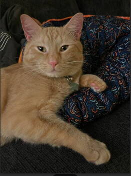 Rescue Domestic Short Hair Cats for Adoption in Herndon, Virginia - Timber | PetCurious