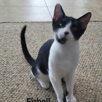 Firball -  Domestic Short Hair Cat for Adoption in Mantua Township, New Jersey - Firball | PetCurious
