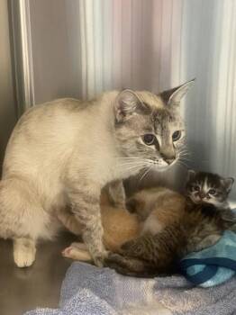 Dolly Parton -  Domestic Short Hair Cat for Adoption in Roseville, California - Dolly Parton | PetCurious