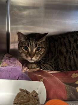 Domestic Short Hair Cats Available for Adoption in Largo, Florida - Bebe | PetCurious