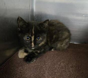 Ariel -  Domestic Short Hair Cat Available for Adoption in Gainesville, Florida - Ariel | PetCurious