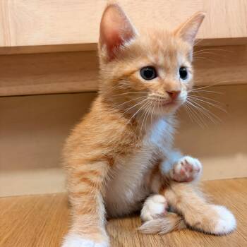 Domestic Short Hair Cats Available for Adoption in San Antonio, Texas - Lanier | PetCurious