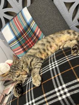 Olivia -  Domestic Short Hair Cat for Adoption in Ontario, California - Olivia | PetCurious