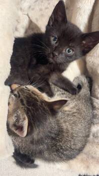 Cassie & Remi -  Domestic Short Hair Cat for Adoption in Medfield, Massachusetts - Cassie & Remi | PetCurious