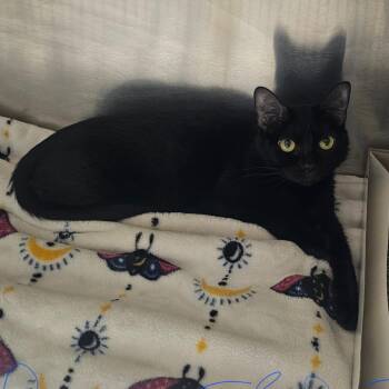 Barrel -  Domestic Short Hair Cat for Adoption in Tampa, Florida - Barrel | PetCurious