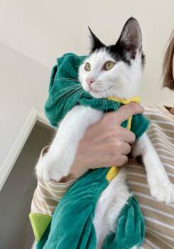 Rescue Domestic Short Hair Cats for Adoption - Lula | PetCurious