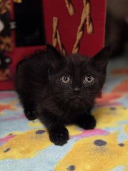 Sarsaparilla -  Domestic Short Hair Cat for Adoption in Westland, Michigan - Sarsaparilla | PetCurious